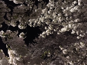 sakura5.1.jpg