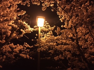 sakura6.1.jpg